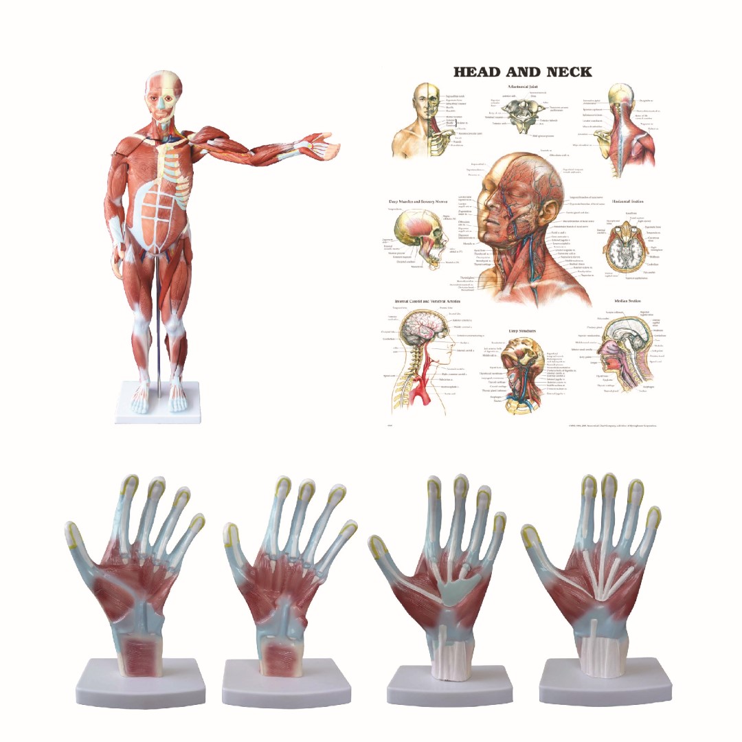 Anatomical Models