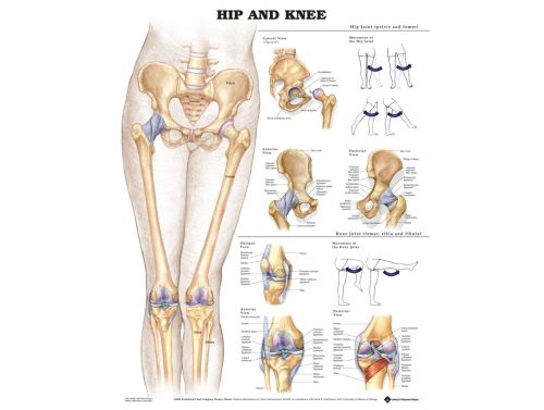 BODYLINE HIP AND KNEE CHART - LAMINATED