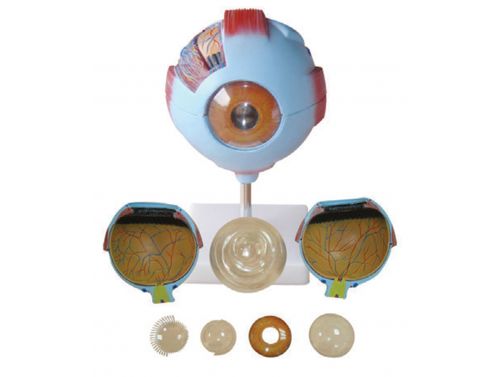 BODYLINE ORGAN MODELS - EYE