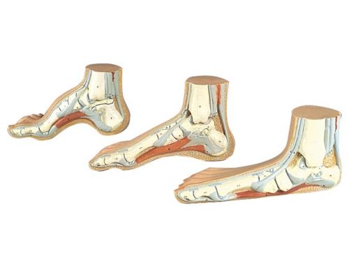 BODYLINE LIFE SIZE ANATOMICAL MODELS FOR HUMAN FOOT