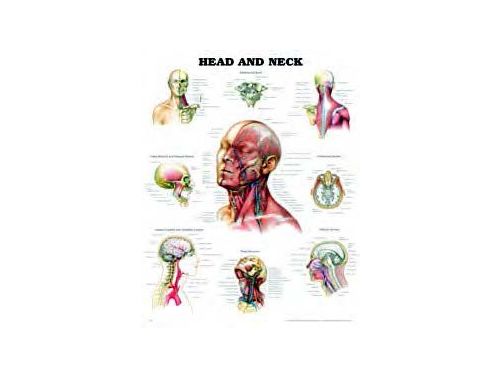 BODYLINE HEAD AND NECK CHART - LAMINATED