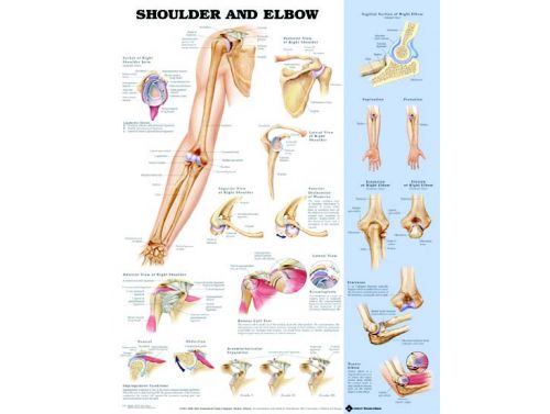 BODYLINE SHOULDER & ELBOW CHART - LAMINATED