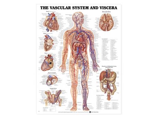 BODYLINE HUMAN VASCULAR SYSTEM CHART - LAMINATED