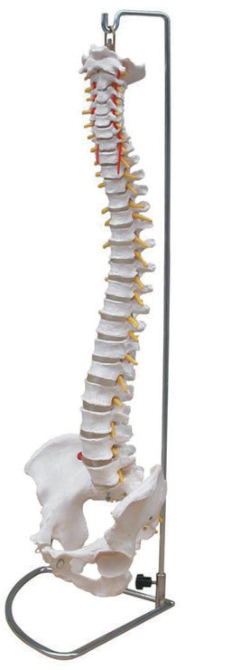 BODYLINE LIFE SIZE VERTEBRAL COLUMN WITH PELVIS photo