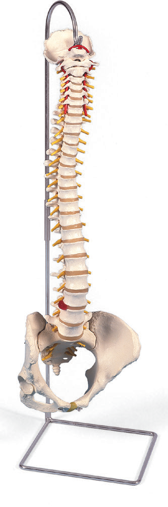 BODYLINE LIFE SIZE VERTEBRAL COLUMN WITH PELVIS photo