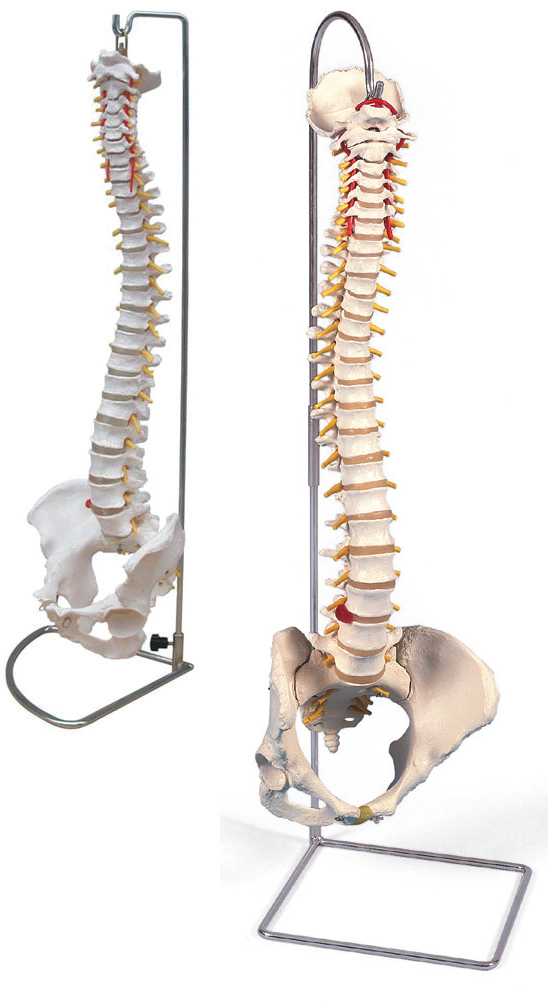 BODYLINE LIFE SIZE VERTEBRAL COLUMN WITH PELVIS photo