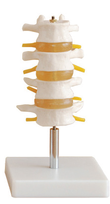 BODYLINE LUMBAR VERTEBRAE MODEL photo