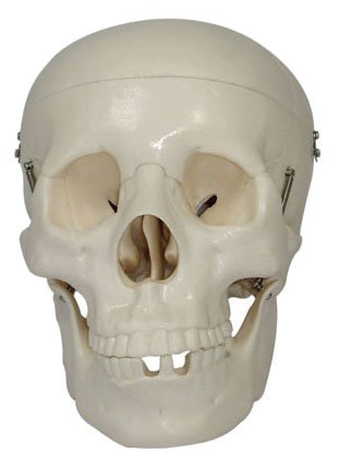 BODYLINE LIFE-SIZE SKULL photo