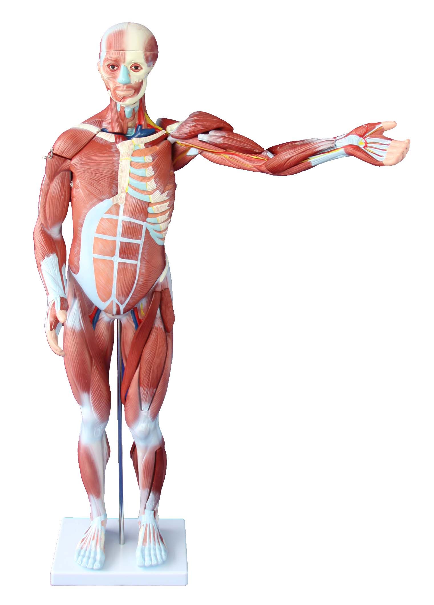 BODYLINE 80CM HUMAN MUSCLES MODEL / MALE (INCLUDES 27 PARTS) photo