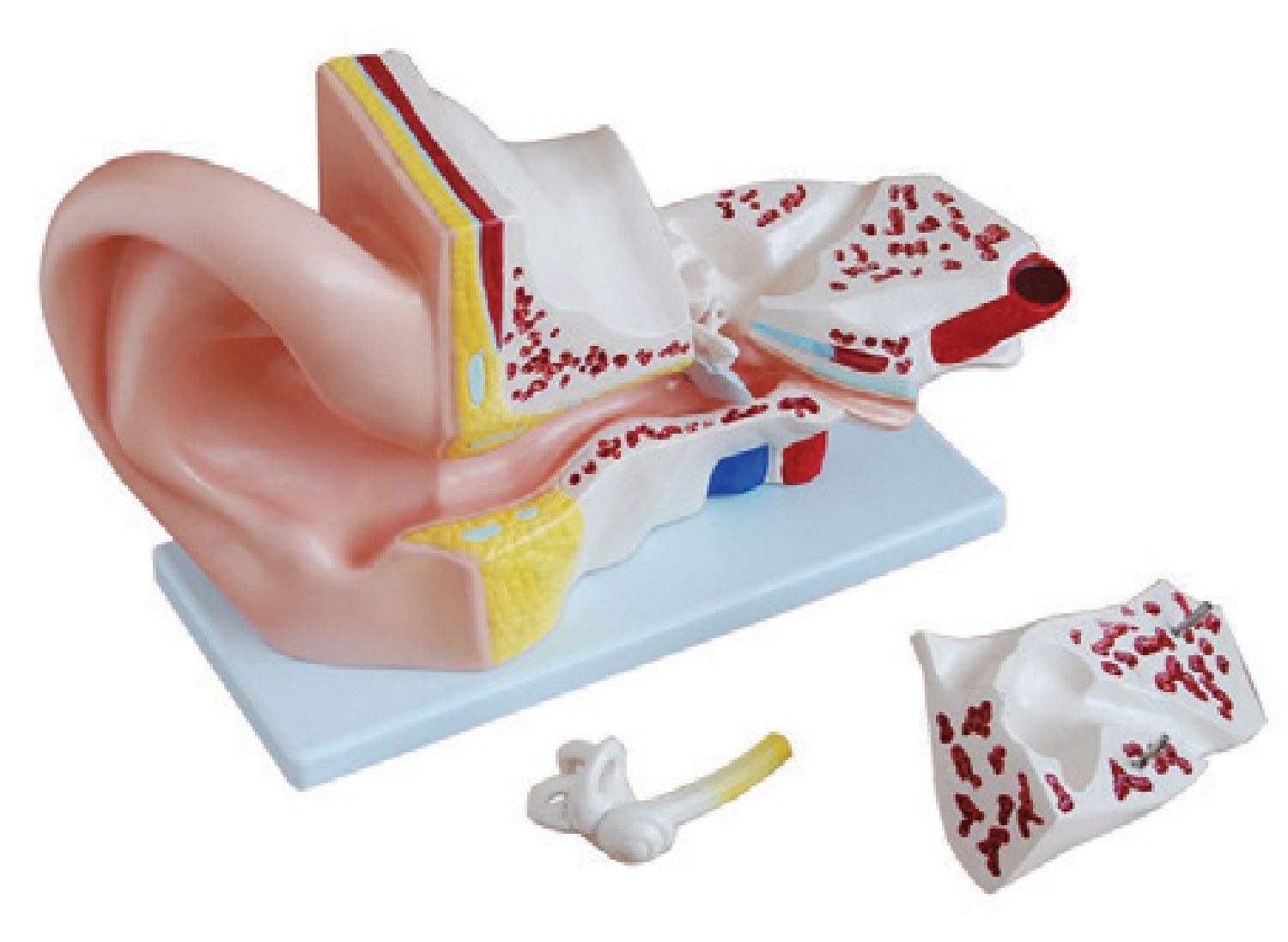 BODYLINE ORGAN MODELS - EAR photo