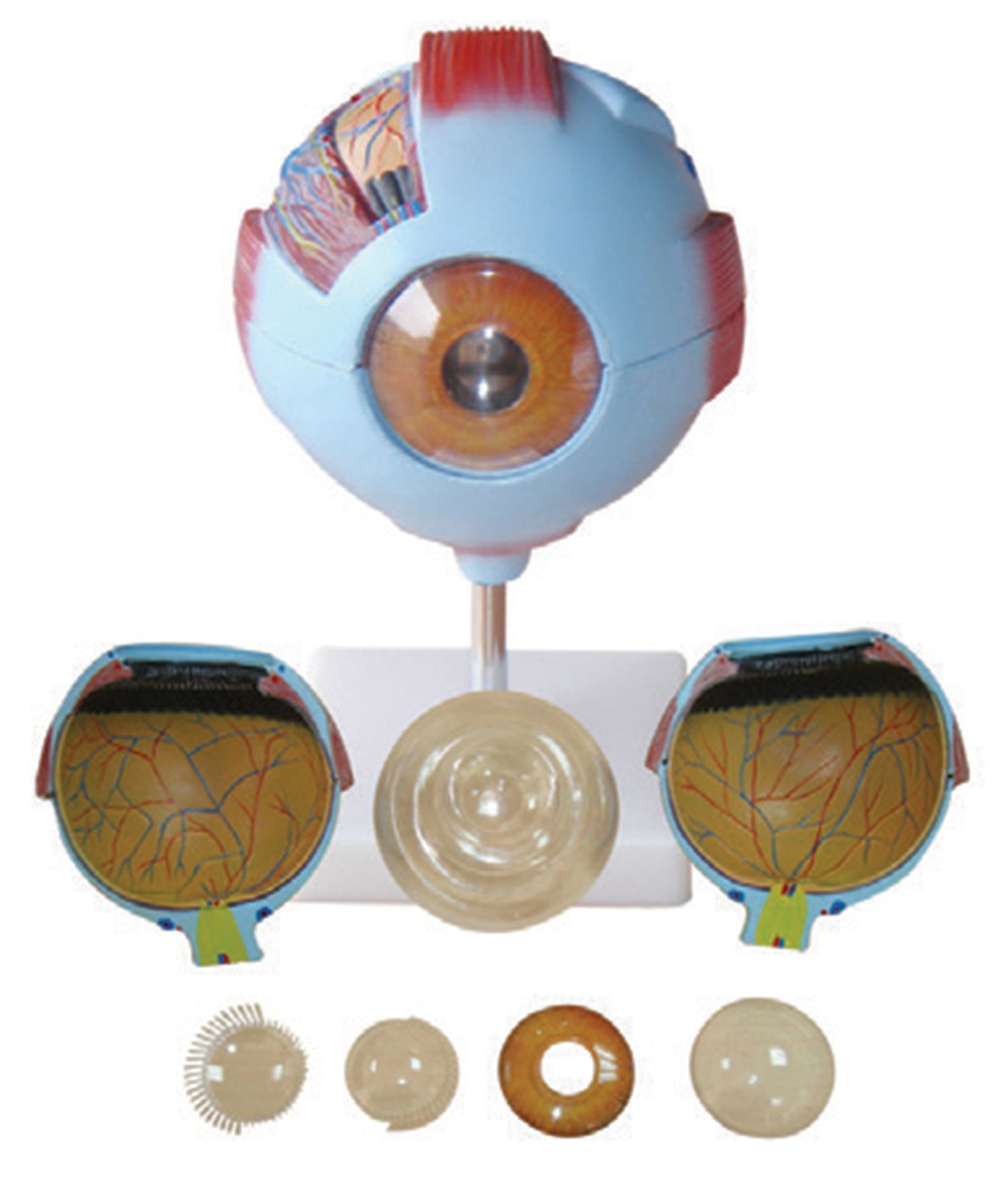 BODYLINE ORGAN MODELS - EYE photo