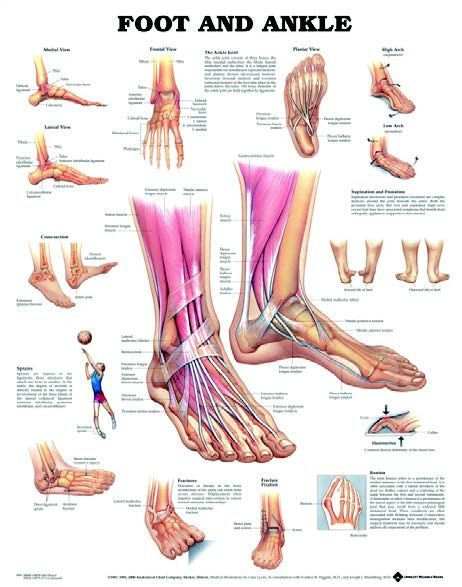 BODYLINE FOOT & ANKLE CHART  photo