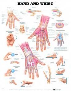 BODYLINE HAND & WRIST CHARTS - LAMINATED photo