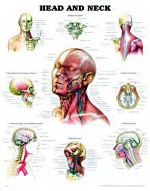 BODYLINE HEAD AND NECK CHART - LAMINATED photo