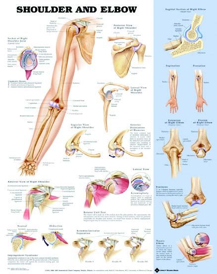 BODYLINE SHOULDER & ELBOW CHART - LAMINATED photo