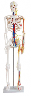 BODYLINE LIFE SIZE SKELETON / 85cm TALL WITH NERVES & BLOOD VESSELS