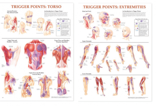 BODYLINE TRIGGER POINT CHARTS - LAMINATED - SET OF 2