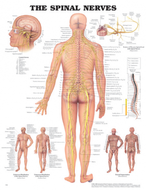 BODYLINE THE SPINAL NERVES CHART - LAMINATED