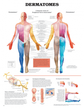 BODYLINE DERMATOMES CHART - LAMINATED