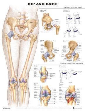 BODYLINE HIP AND KNEE CHART - LAMINATED