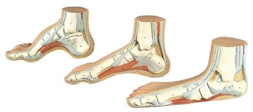 BODYLINE LIFE SIZE ANATOMICAL MODELS FOR HUMAN FOOT