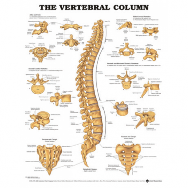 BODYLINE VERTEBRAL COLUMN - LAMINATED