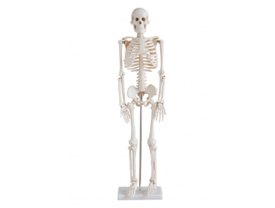 BODYLINE LIFE-SIZE SKELETON MODELS