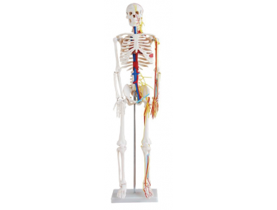 BODYLINE LIFE SIZE SKELETON / 85cm TALL WITH NERVES & BLOOD VESSELS