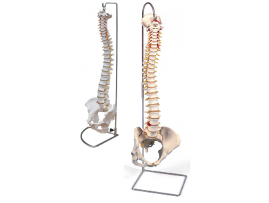 BODYLINE LIFE SIZE VERTEBRAL COLUMN WITH PELVIS