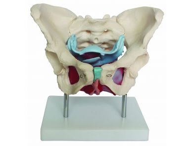 BODYLINE FEMALE PELVIC FLOOR MODEL (INCLUDING MUSCLES & ORGANS)