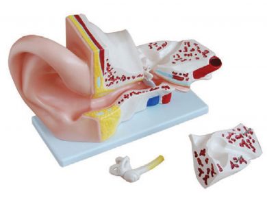 BODYLINE ORGAN MODELS - EAR